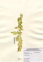 藏品(裂片石蓴)的圖片